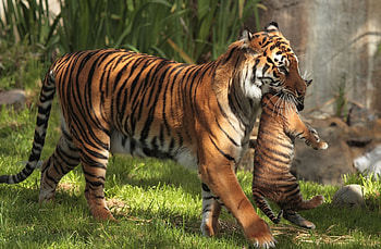 Tiger Carrying Cubs, tiger, animals HD wallpaper