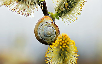 Snail, shell, slime, insect HD wallpaper