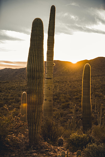 Nature, Sunset, Desert, Cactus HD phone wallpaper