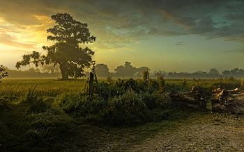 superb morning in the countryside, morning, clouds, fields, logs, road, tree HD wallpaper