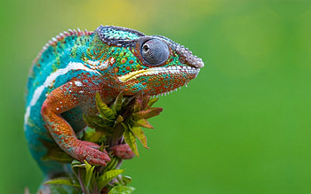Chameleon, graphy, animals, reptiles, close up HD wallpaper