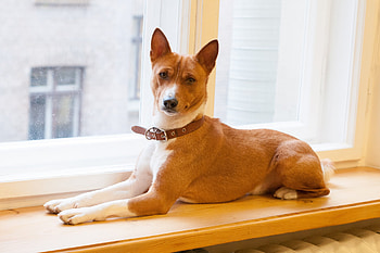 Basenji Dog, Smart and agile, Fox-like appearance, Active and energetic HD wallpaper