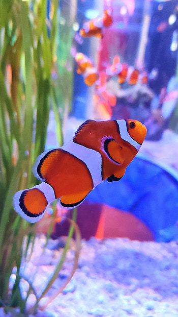 Animals, Clown Fish, Aquarium, Fish, Seaweed, Algae, Fish Clown HD phone wallpaper