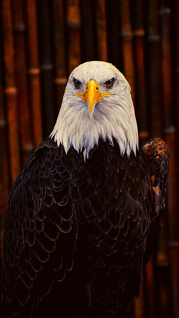 Stunning eagle ry, , Impressive visuals HD phone wallpaper