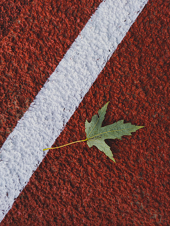 Autumn, Macro, Miscellanea, Miscellaneous, Markup, Sheet, Leaf, Maple HD phone wallpaper