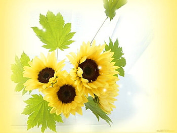 I wish you a sunny day, sunny, green leaves, sunflowers, yellow, cheery HD wallpaper