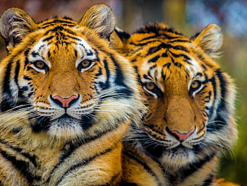Bengali Tiger, National Park, Rantgamore India, Holiday HD wallpaper