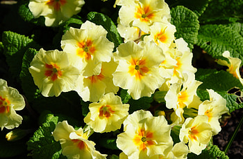 Flowers, Greens, Flower Bed, Flowerbed, Sunny, Primrose HD wallpaper