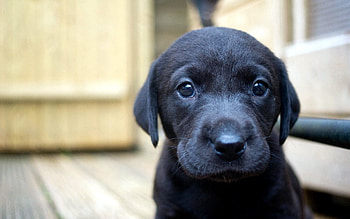 Animals, Dog, Muzzle, Eyes, Puppy HD wallpaper