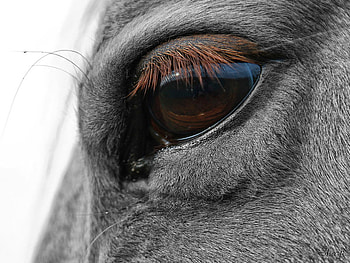 :), horses HD wallpaper