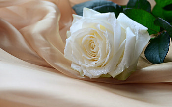 Plants, Flowers, Roses HD wallpaper