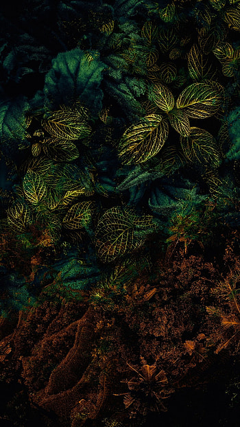 Leaves, forest, terrestrial_plant, nature, dark HD phone wallpaper