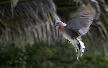 Peace Be Unto You, wings, dove, bird, flight, fly HD wallpaper