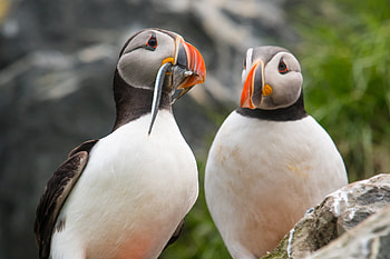Animal, puffin HD wallpaper