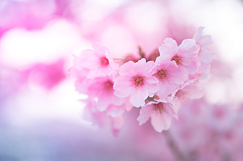 Flowers, Pink, Sakura, Macro, Close-Up HD wallpaper