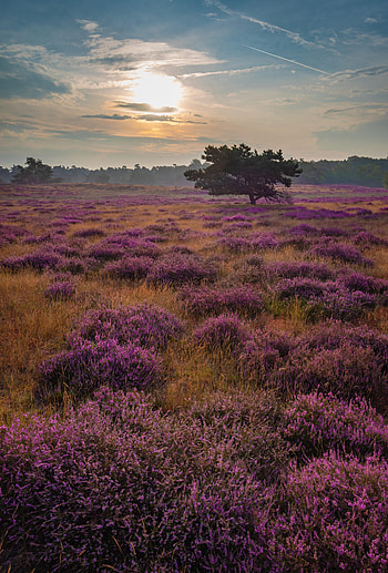 Nature, Flowers, Violet, Wood, Rays, Beams, Tree, Field, Purple HD phone wallpaper