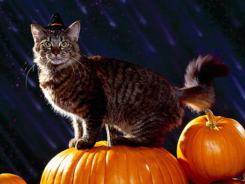 Animals, Halloween, Pumpkin, Cat, Fluffy HD wallpaper