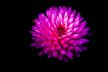 Flowers, Flower, Bloom, Flowering, hop, Dahlia HD wallpaper