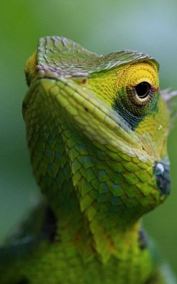 Lizard appstore, Android application, Reptile-themed content, Mobile device HD phone wallpaper