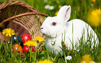 Mountain hare, Bunnies HD wallpaper