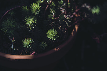 Dark, Indoor Plant, Houseplant, Pot HD wallpaper