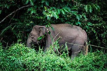 Animals, Trees, Grass, Elephant HD wallpaper