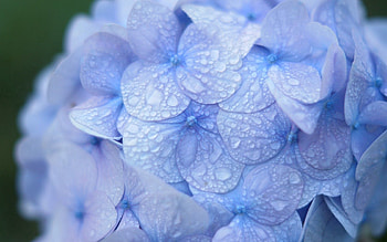 Drops, Macro, Dew, Hydrangea, Inflorescence HD wallpaper