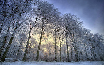 Nature, Trees, Crown, Hoarfrost, Frost, Row, Crowns HD wallpaper