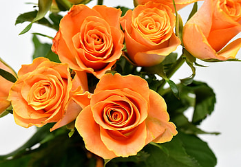 Orange roses, flowers, Bouquet HD wallpaper