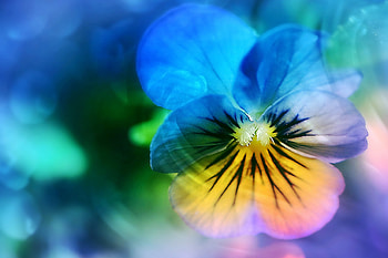 Pansy Flower, flowers HD wallpaper