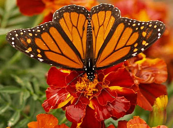Butterfly on red flower, animal, buttrefly, flower, red, nature HD wallpaper