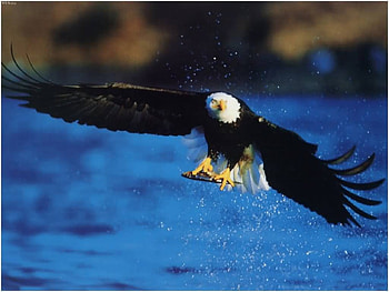 The Bald Eagle, white head, eagle, bald eagle, bird of prey HD wallpaper