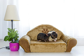 Relaxing on the sofa, white, sofa, room, lamp, pink, plant, funny, hamster, rodent HD wallpaper