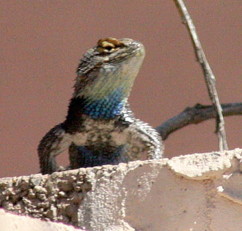 Pretty cool lizard, green, desert, reptile, lizard, rocks HD wallpaper