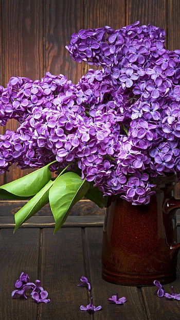 Lilac, Purple Flower HD phone wallpaper
