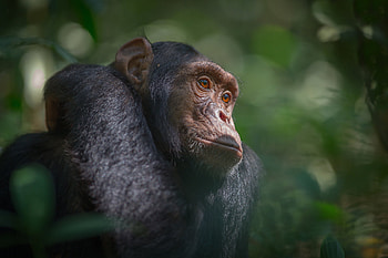 Uganda travels, resize, Chimpanzees, Southern Uganda HD wallpaper