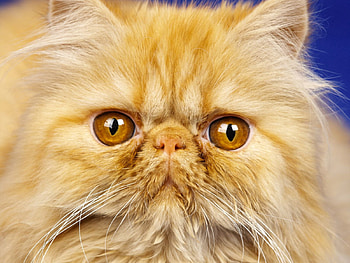 Animals, Cat, Fluffy, Muzzle, Mustache, Moustache, Nose HD wallpaper