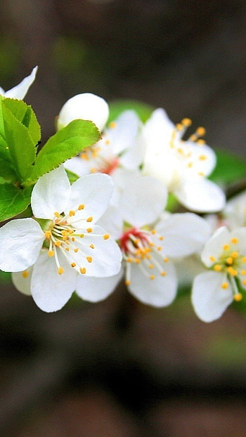 Spring Flowers, White Flowers HD phone wallpaper