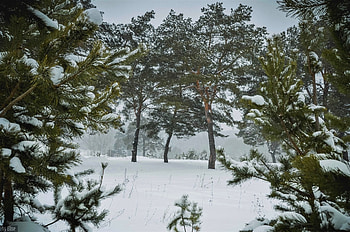 Forest in Winter, Winter, Nature, in, Forest HD wallpaper