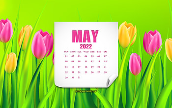 2022 May Calendar, , pink tulips, yellow tulips, pink flowers, 2022 calendars, May, 2022 concepts, May 2022 Calendar HD wallpaper