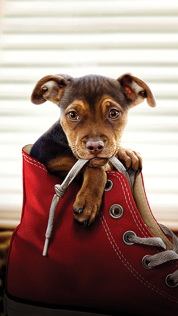 A Dog& HD phone wallpaper