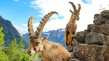 Alpine ibex, Goats HD wallpaper