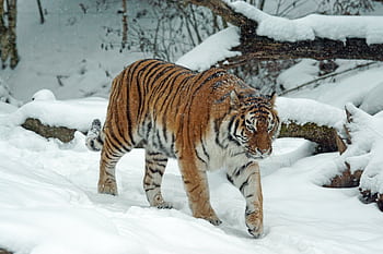 A Siberian tiger elegantly walking in a snow-covered forest setting. HD wallpaper