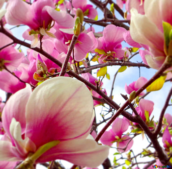 Blooming magnolia, Colorful flower, , Stock HD wallpaper