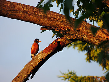 Little Robin Red Breast, Bird, graphy, Tree, Robin HD wallpaper