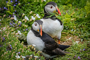 Wildlife, puffin, bird pair HD wallpaper