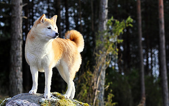 Dog, sweet, pay, dogs, puppies, cute, beautiful, beauty, playful, playful dog, puppy, dog face, pretty, animals, face, bubbles, lovely HD wallpaper
