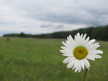 Plants, Flowers, Camomile HD wallpaper