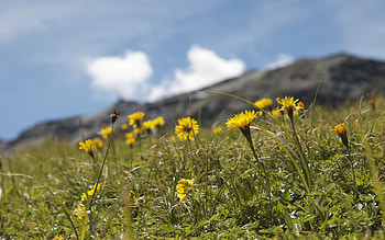 Mountain Flowers, landscape, beautiful, nature, flowers, wild, mountain HD wallpaper
