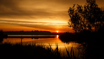 Sunset Tree Horizon HD wallpaper